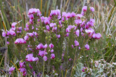 Gompholobium scabrum