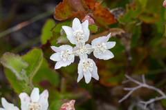 Xanthosia rotundifolia