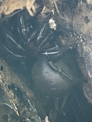 Porrhothele antipodiana