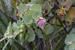 Hakea cucullata