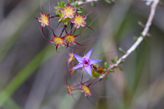 Calytrix leschenaultii