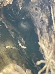 Porrhothele antipodiana