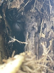 Porrhothele antipodiana