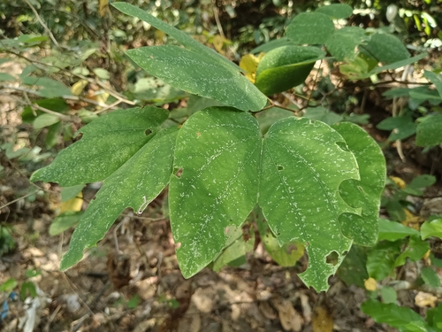 Phanera vahlii, photograph 3