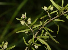 Prostanthera scutellarioides
