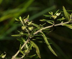 Prostanthera scutellarioides