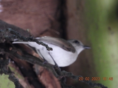 Pachycephala cinerea