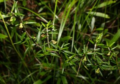 Prostanthera scutellarioides