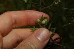 Prostanthera scutellarioides
