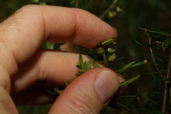 Prostanthera scutellarioides