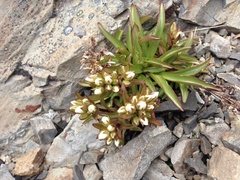 Gentianella serotina