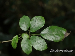 Causonis corniculata