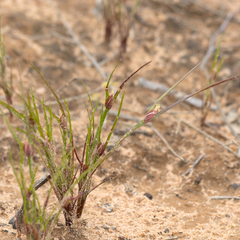 Centrolepis aristata