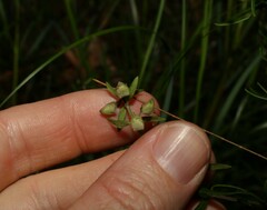 Prostanthera scutellarioides