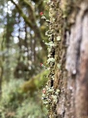 Cladonia bellidiflora