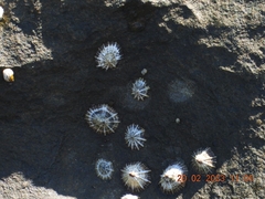Siphonaria normalis