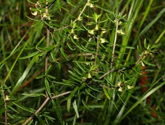 Prostanthera scutellarioides