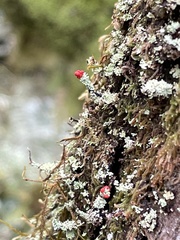 Cladonia bellidiflora