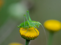 Leptophyes punctatissima