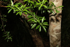 Leionema elatius beckleri