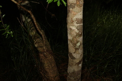 Leionema elatius beckleri