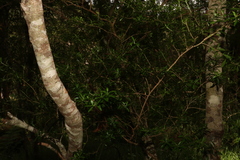 Leionema elatius beckleri