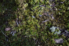 Homalothecium megaptilum