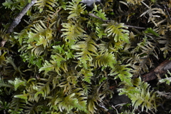 Homalothecium megaptilum