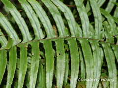 Microlepia hookeriana