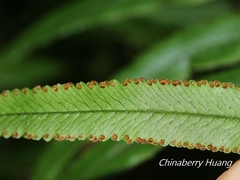 Microlepia hookeriana