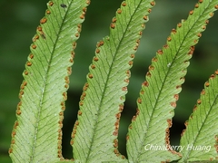 Microlepia hookeriana