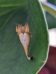Arachnura