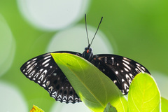 Dichorragia nesimachus