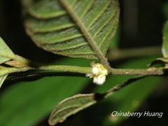 Lasianthus formosensis