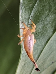 Arachnura
