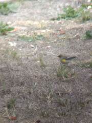 Setophaga coronata