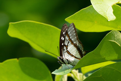 Polyura eudamippus