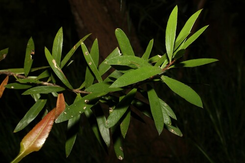 Image of Melaleuca montana by (c) Greg Tasney, some rights reserved (CC BY-SA)