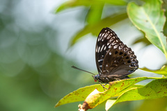 Dichorragia nesimachus