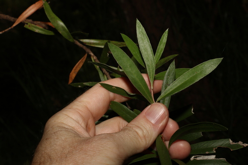 Image of Melaleuca montana by (c) Greg Tasney, some rights reserved (CC BY-SA)