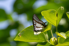 Polyura eudamippus