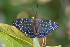 Dichorragia nesimachus