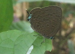 Arhopala