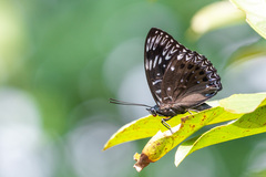 Dichorragia nesimachus