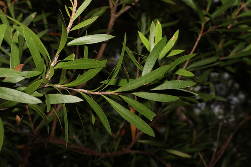 Image of Melaleuca montana by (c) Greg Tasney, some rights reserved (CC BY-SA)