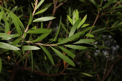 Melaleuca montana