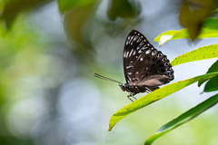 Dichorragia nesimachus