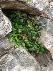 Asplenium billotii
