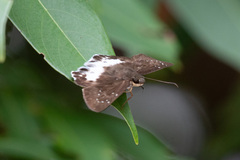 Tagiades menaka