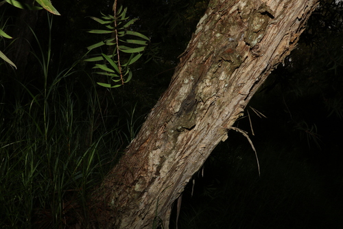 Image of Melaleuca montana by (c) Greg Tasney, some rights reserved (CC BY-SA)